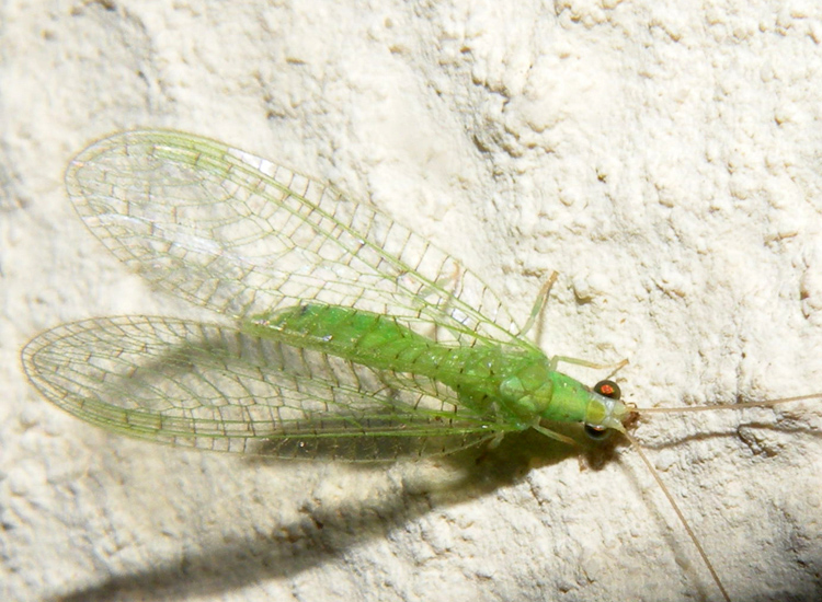 Chrysoperla e Dichochrysa dalla Turchia